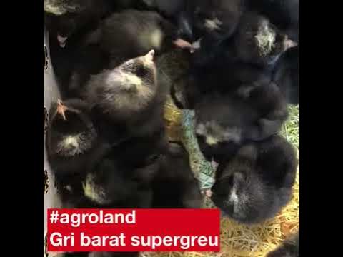 stadiu spălătorie Cerc de rulment  Agroland - Gri Barat Supergreu - YouTube