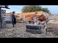 Cooking for the Whole Family Outdoors - Rural Traditions - Farm to Table