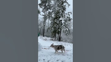 Practicing for when I build a snowman 🤣