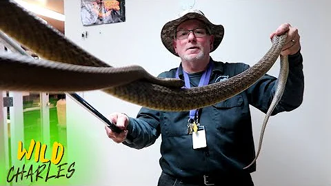 Meet the Inland Taipan: World's MOST Venomous Snake! (Extreme Danger!)