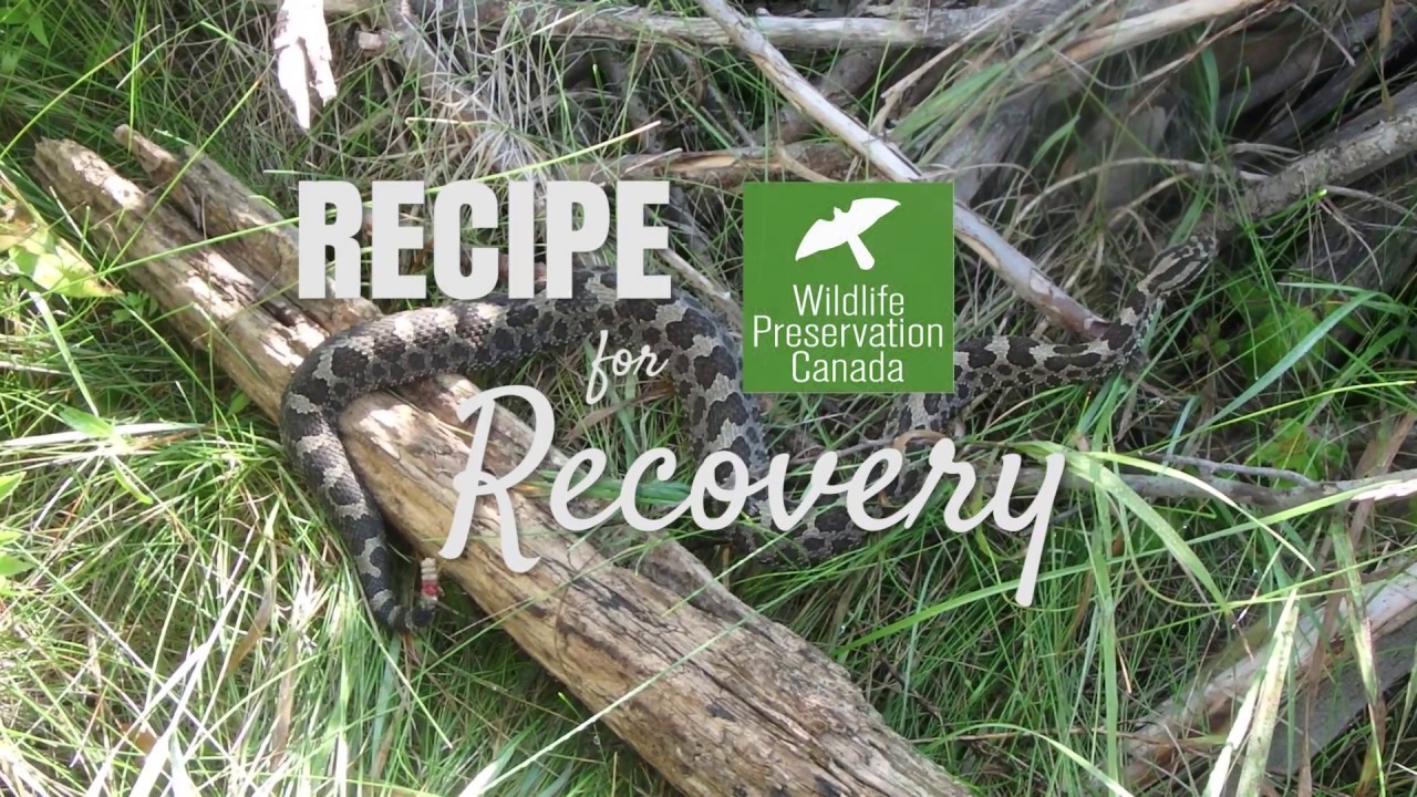 camera iphone 8 plus apk Recipe for Massasauga Recovery