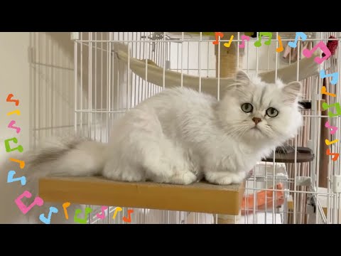 【ペルシャ猫】ひめちゃん落ちちゃった💦ペットカメラが衝撃的な映像を捉えてました