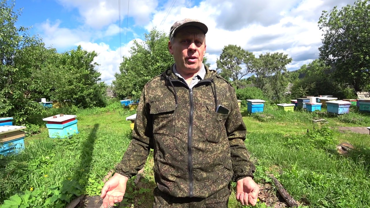 Пасека владимира рябухина. Владимир Рябухин пчеловод. Пасека Владимира Рябухина на Урале. Пасека Рябухина 2020. Булатов 100