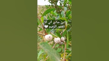 [نَبِّئْ عِبَادِىٓ أَنِّىٓ أَنَا ٱلْغَفُورُ ٱلرَّحِيمُ][سورة الحجر:49]