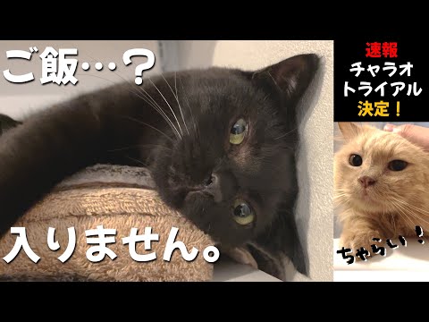 ご飯よりも睡眠を優先したい猫みくり／チャラオお風呂で遊ぶ【トライアルが決まった話】