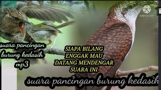 suar pikat mp3 burung kedasih ....!!!