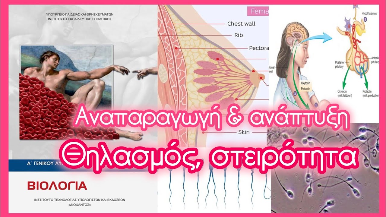 Θηλασμός, στειρότητα • Αναπαραγωγή & ανάπτυξη • Κεφ. 12.6