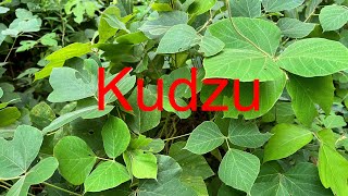 How good Kudzu can really be