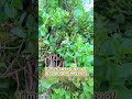 Do you know this flower plant? #timelapse #wildflowers