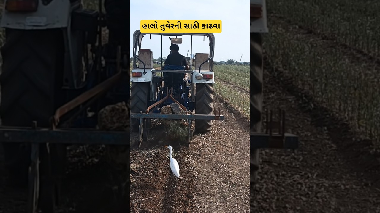 હાલો તુવેરની સાઠી કાઢવા ફાર્મ ટ્રેક ટ્રેક્ટર થી તુવેર કાઢવાનું કામકાજ