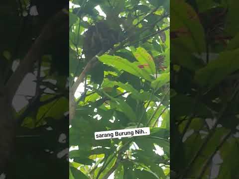 Nemu Sarang Burung #shortvideo  #sarangburungemprit #trending