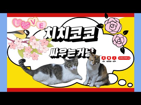 🔴 싸우지마 호랑이할베잡아간다냥🤣👁👁#cat #고양이채널 #반려동물 #반려묘 #반려묘채널 #고양이영상 #고양이치치 #고양이코코 #고양이키우기
