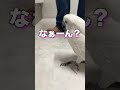 オウムのアピールを無視してしまうと起こる悲劇#shorts