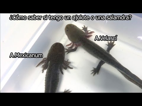 Como saber si tengo un Axolotl o una Salamandra/Todo sobre los Velascí