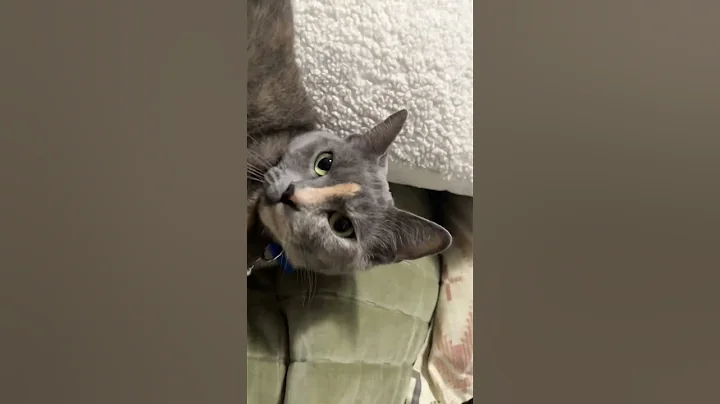 Video 11846741: cat funnycats kitten cutecat, cat kitten cutecat love, cat kitten cute funnycats, cat kitten cutecat funny