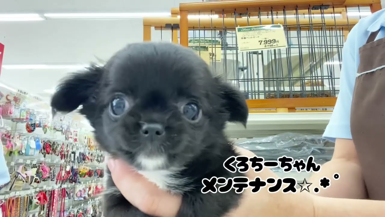 まるちわわんさま 専用です マルワンのMIX一覧 | ペットショップ マルワン 小さめ子犬 美形