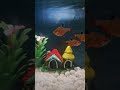 Serpae Tetra | Feeding Time | #koi #aquarium #fish #aquascapelowtech #nature