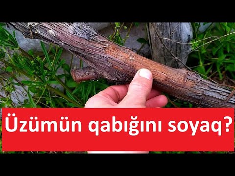 Video: Badımcanları Soymaq Lazımdırmı?