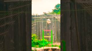 😎 My Backyard || My way, my style 😎 #birds #feeding