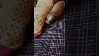 Coco First Belly Rub.....