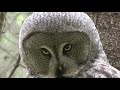 LAPPUGGLA  Great Grey Owl  (Strix nebulosa)  Klipp - 3352