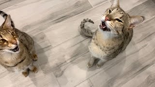 Savannah Cats Yelling For Dinner! Loud Meow! #cute #cats #meowing by Sweet Heavenly Savannahs 9,359 views 2 years ago 2 minutes, 22 seconds