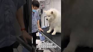Have you ever bathed a furry dog like this | Funny Dogs And Cats of TikTok | #Shorts