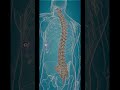 This detail in your spine could help you grow taller. #height #looksmaxxing #selfimprovement