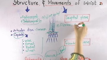 Wrist structure and movements Biomechanics of human upper extremity in Urdu\ Hindi