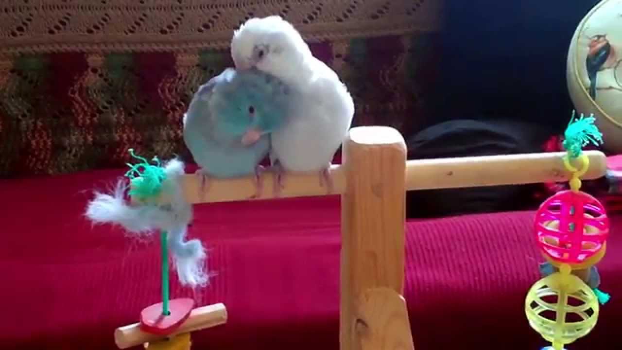 Parrotlet Allopreening