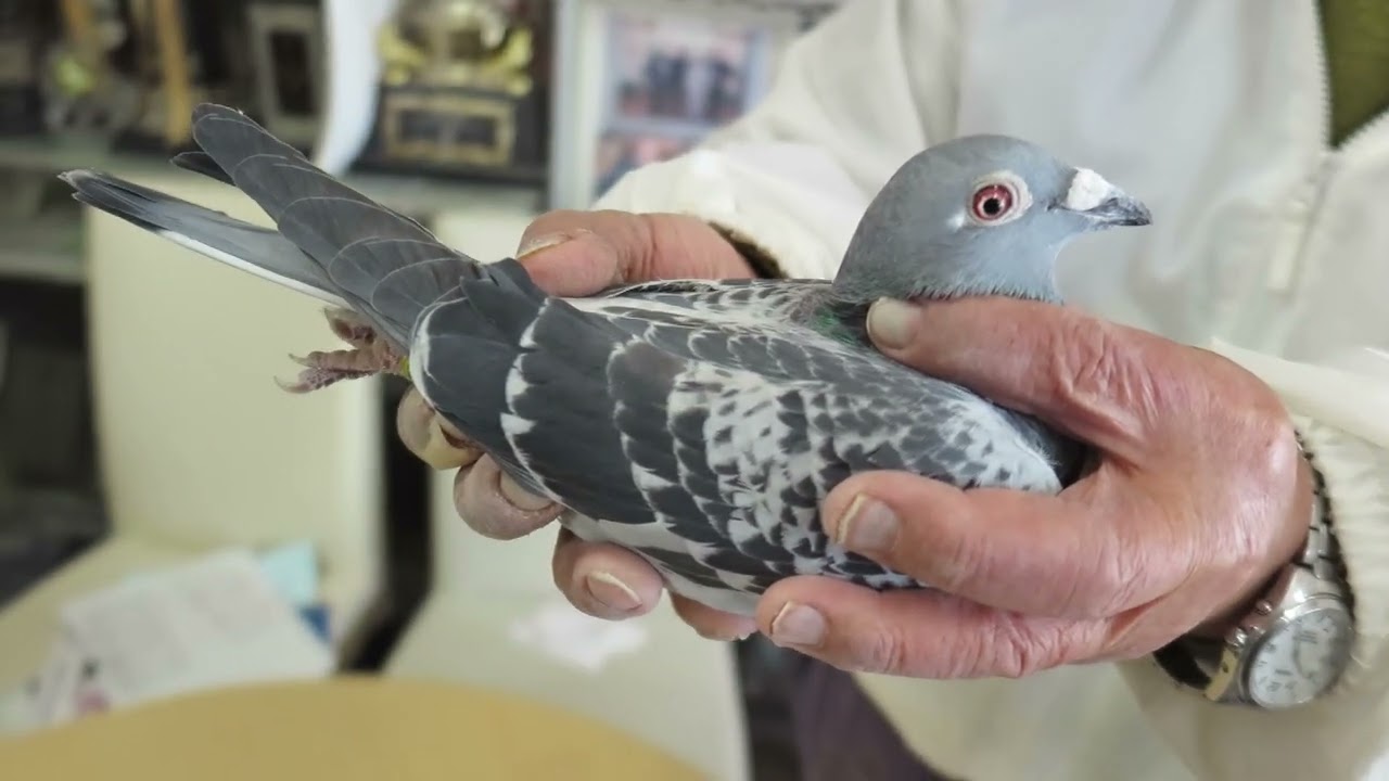 エスポワールロフト　絶対王者ジノクリケ鳩舎の優勝鳩”レーイン号”の紹介！！ターボピラート号の直仔！！【７０です】０９０－３１４５－６１１２へ！