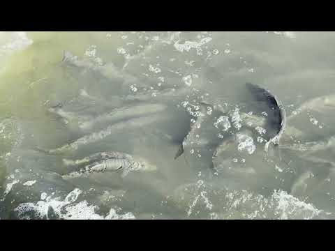 April 9, 2026 Rainbow Trout Ganaraska River