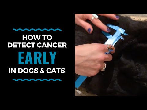 Video: Cum de a evalua riscul de cancer al câinelui