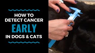 How to Detect Cancer Early in Dogs and Cats: VLOG 73