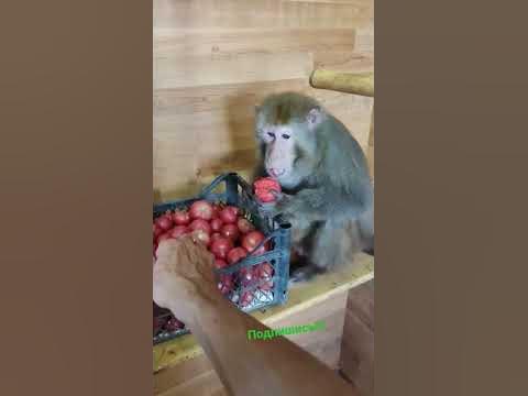 Гошка и ящик помидор 🍅 - YouTube
