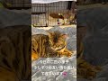 猫と子犬の対面シリーズ　#犬 #猫 #トイプードル #ベンガル猫 #ねこのいる生活 #いぬのいる生活 #犬と猫 #犬と猫のいる暮らし #動物たち #ペット動画 #dog #cat