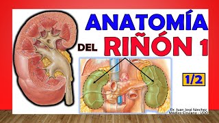 🥇 Anatomía del RIÑÓN (1/2). ¡Fácil Explicación!