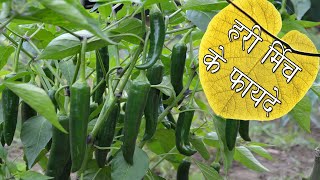 हरी मिर्च के फायदे Health Benefits of Green Chillies | Hari mirch ke 10 fayde | Green chili benefits