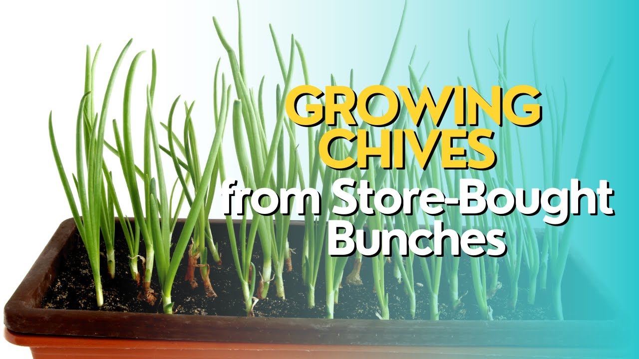 Chives In Store With Roots Growing Chives from Store-Bought Bunches - YouTube