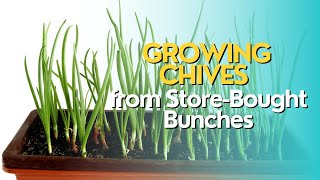 Growing Chives from Store-Bought Bunches