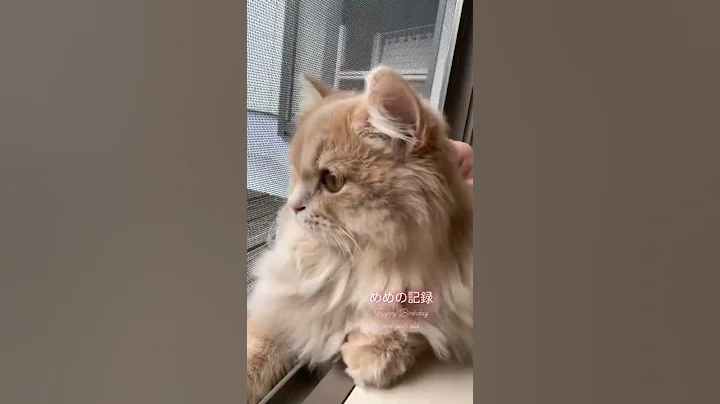 Video 4529631: kitten collection cats, fun pet cats entertainment, cats pets animals fun, cat pet animals beautiful, pet cats entertainment amazing, cute beautiful cats pets, cat adorable animals pet