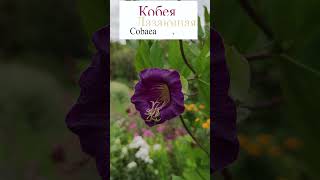 Кобея (Cobaea scandens).🌷 #flowerworld #цветы #flowers