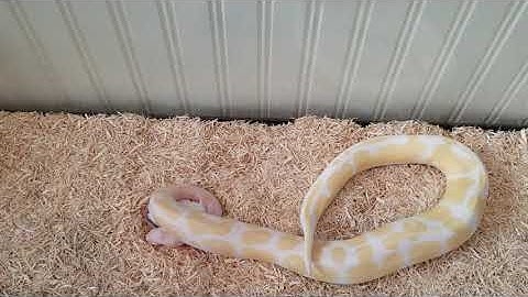 Albino Python Feeding Part I