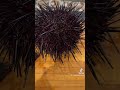 Uni sea urchin shortshorts short seafood