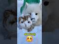 😻❄️ This Naughty Cat’s Snow Slide Is TOO Cute #youtubeshorts #cat #funny