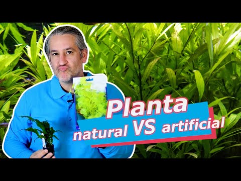 Video: Una planta en un acuario. Algas vivas y artificiales