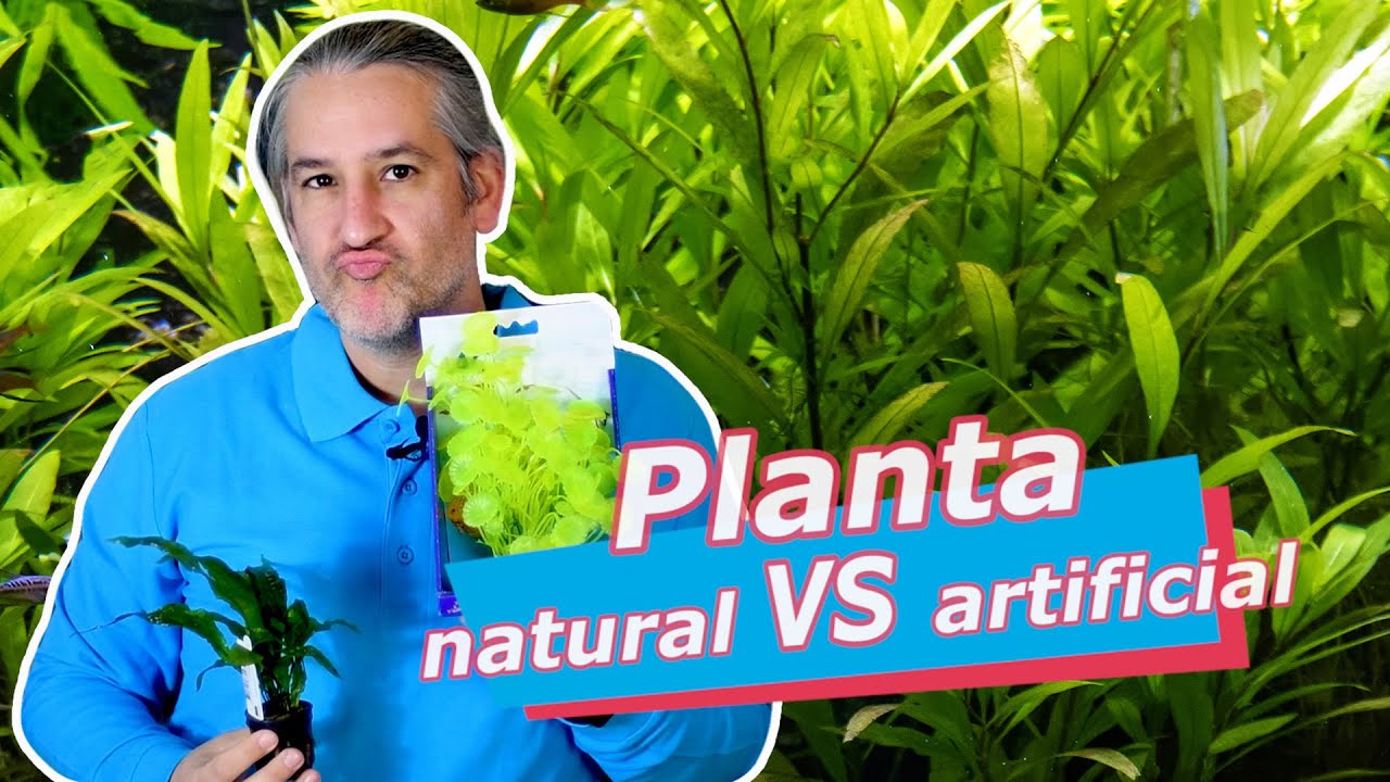 PLANTAS natural VS artificial · PROS y CONTRAS en ACUARIO 🌱