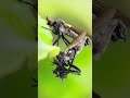 Photographing mating dance flies! #macro #macrophotography #fly