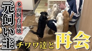 多頭飼育崩壊を起こした元飼い主がチワワ達と再会【チワワ44頭保護】