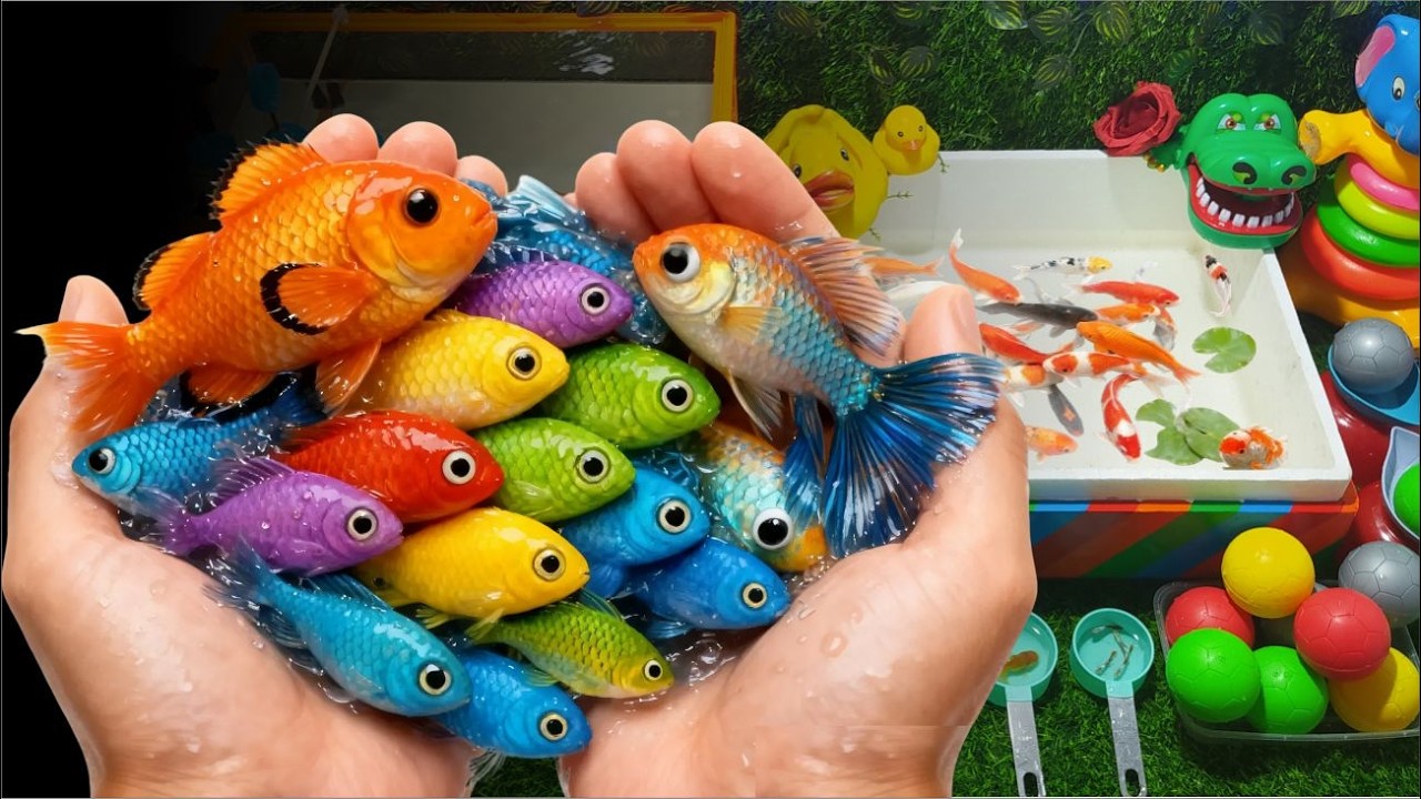 Unboxing Ikan Hias Warna Warni, Ikan Koi, Ikan Molly, Bettafish 🐟Unboxing colorful ornamental fish